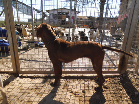 Und hier stehen Jacks Hundekumpels und warten alle sehnsüchtig auf ein Zuhause...ein Klick auf das Bild und Sie sehen alle unsere Hunde...