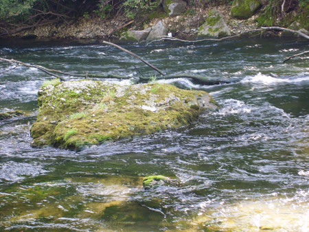 Unzälige Verstecke für die Fische