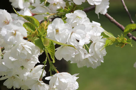 Kirschblüte in Ihringen