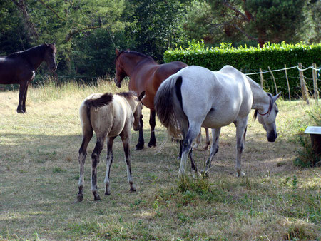 2009: Adultes et poulains en troupeau à l'herbe