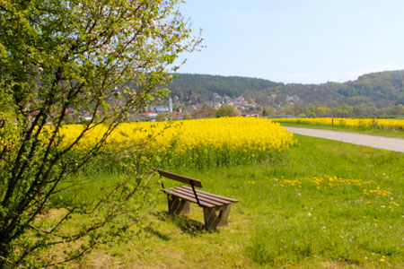 Endlich Frühjahr  -  Bad Bocklet umgeben von blühenden Rapsfeldern!