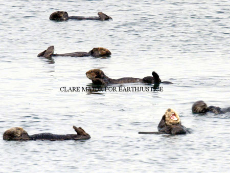 カリフォルニアラッコは回復しつつあるものの、大規模な原油流出が起これば死滅してしまう可能性もある。