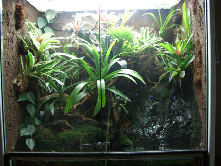 Regenwald-Terrarium für Azurblaue Baumsteigerfrösche (Dendrobates tinctorius azureus)