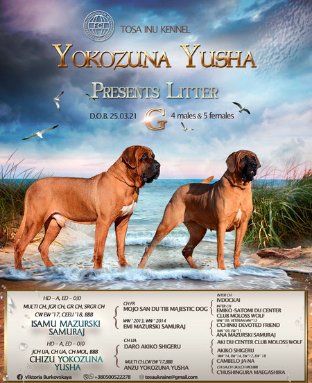 tosa inu puppies,tosa inu kennel,yokozuna yusha kennel, тоса ину украина,тоса ину одесса