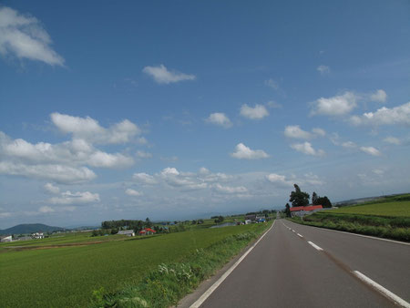 旭川市郊外に。。もう稲の穂が垂れている。。