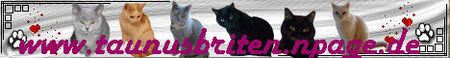 Wer wunderschöne Miezekatzen sehen möchte, der wird bei Moni`s Briten-Bande und ihrer tollen Page fündig!
