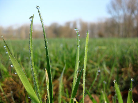 Tautropfen an Wiese