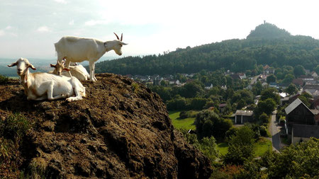 Blick vom "Kleiner Kulm" mit Bergziegen nach Neustadt am Kulm und "Rauher Kulm" © Copyright by Olaf Timm