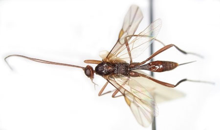 オオハラボソコマユバチ Zele albiditarsus Curtis,1832