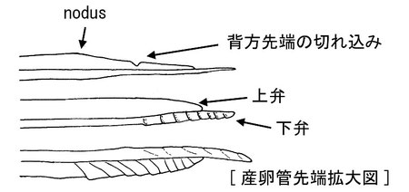 様々な産卵管（側方より）：上，イワタハマキヤドリヒメバチ Glyptopimpla iwatai Momoi (Banchinae); 中，クロフシヒラタヒメバチ Pimpla pluto Ashmead (Pimplinae); 下，ニトベオナガバチ Epirhyssa nitobei Uchida (Rhyssinae).