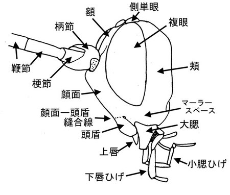 ハラアカヒメバチ Fileanta caterythra Townes, Momoi & Townes (Ichneumoninae)の頭部