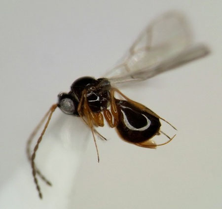 ツヤヤドリタマバチ科の一種