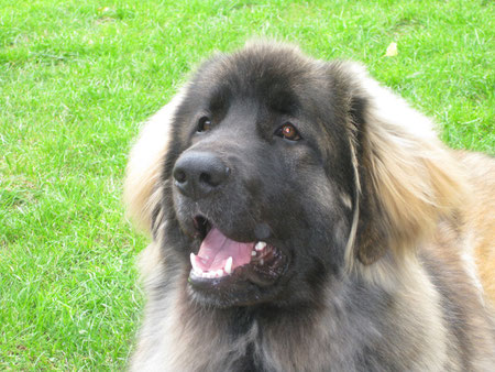 01.07.2012 Harley
