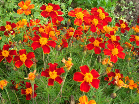 花の名前忘れました、思い出した！一重のマリーゴールドです