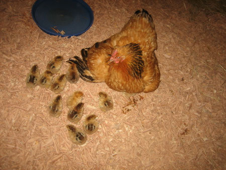 Sussex mit Brahmakücken