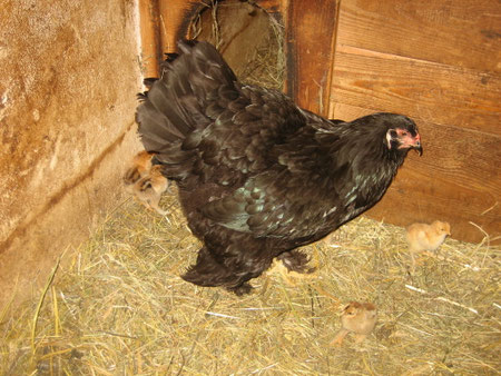 meine Schwarze Brahma