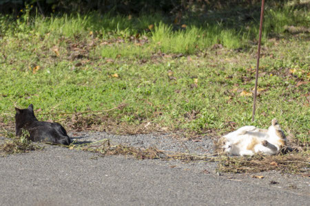 大島には猫が多い。見てると飽きないのは、どうして？