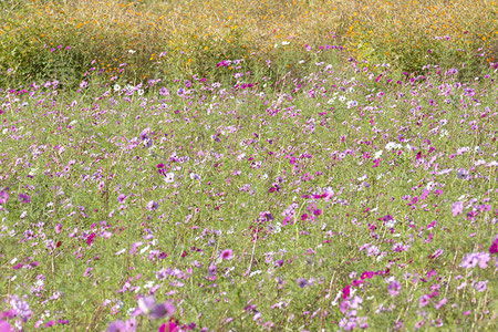 秋はカラフルな大島。黄金色の田んぼも良いし、やさしい色の花も良い。