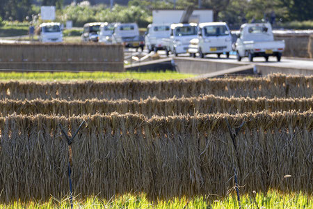 天日干しされた飯米の向こうでは、軽自動車の集会！？ みんな忙しい秋の一日。