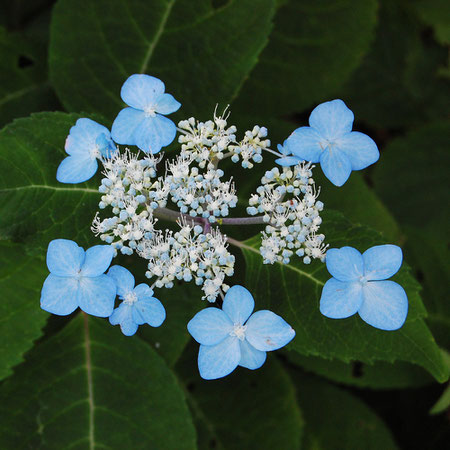 エゾアジサイ北海道のアジサイ　アジサイは青い花がかたまって咲く意味 (集あづ真サ藍アイ)　紫陽花は誤用だぁ？