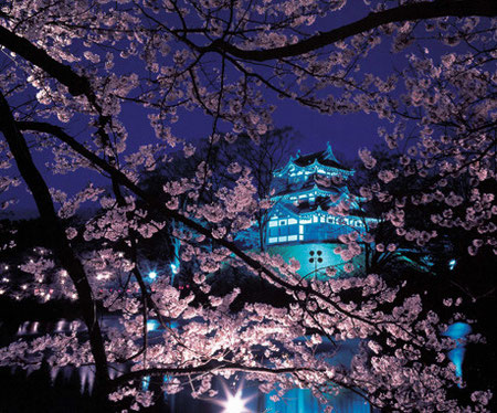 No.21075 古城宵桜　大竹 俊夫（見附市）