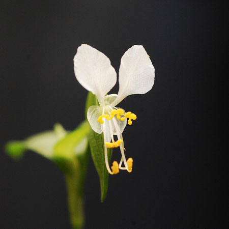 ツユクサ　この花フフンとどこにでもあるとバカにするなかれこの花放射能を感知すると色が赤くなると云う　エェッ　ほんと？　撮影地自宅