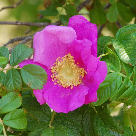 ハマナス　浜の梨が訛ってハマナス　この花は雅子妃殿下の花押でもあります　実はローズヒップとして食用に　まれに白花が有ります　撮影地柿崎海岸　