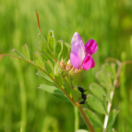 カラスノエンドウ　５月から９月ごろまで見られる　アリさんが蜜を求めてやってきた