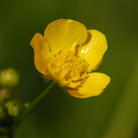 ウマノアシガタ　この花はキンポウゲ（科）のほうが通りが良い　しかし正式名はウマノアシガタ葉の形が馬の脚に似てるというが、、