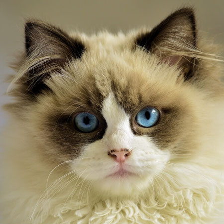 blue eyed siamese kitten