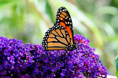 Istria top things to do - Butterfly Garden - Copyright  tdlucas5000