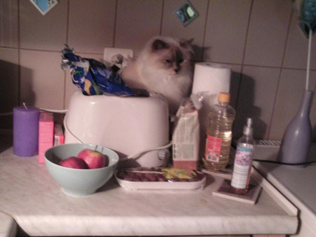 finde die Katze... ;-)