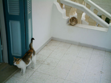 Katzen zu Besuch auf dem Küchenbalkon