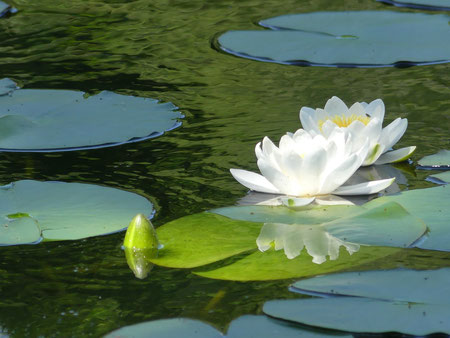 Nénuphar blanc