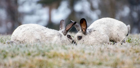 Kaninchen auf der Wiese