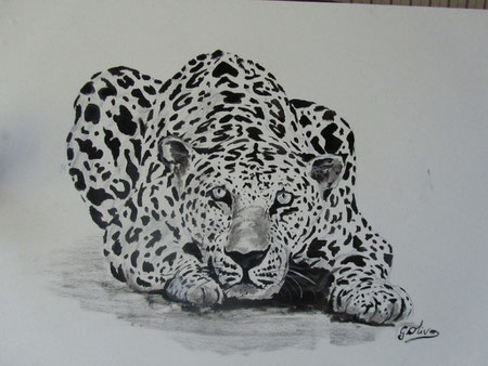 Leopardo BeN