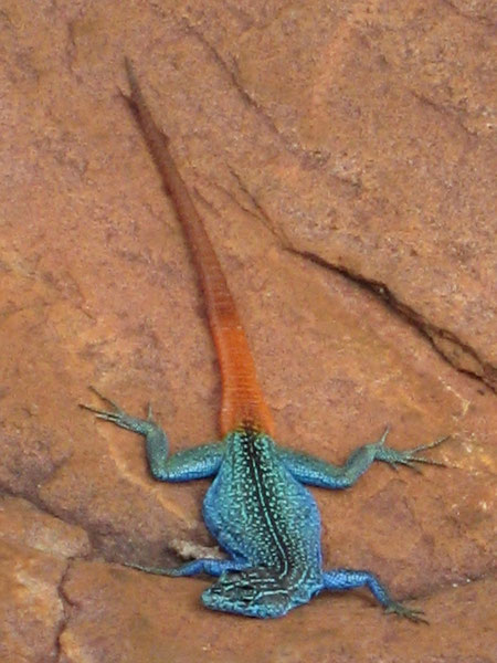 Flat lizard (Platysaurus monotropis maschio)