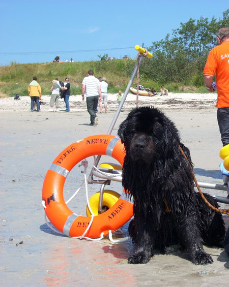 Mr ulfang   un vrai chien de sauvetage en mer et un vrai Breton ! ya!      et tres  pen kaleg  aussi..!