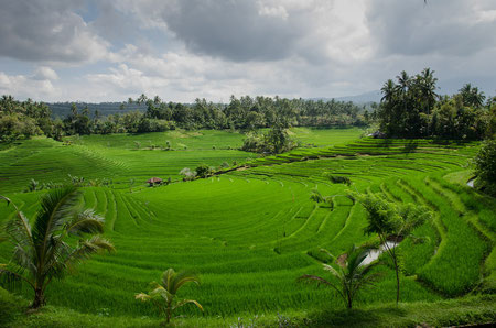 Jatiluwih, Tabanan regency in Bali.