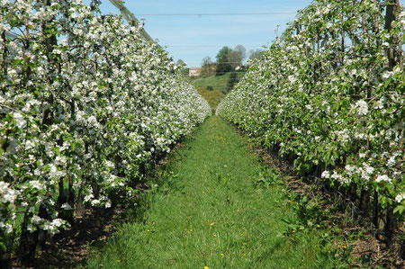 Pommiers en fleurs : verger de la variété Ariane (F. Bergougnoux)