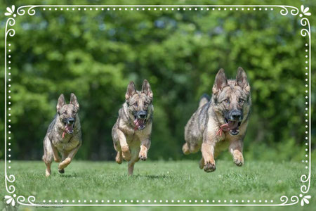 gerlindes-hundes Webseite!