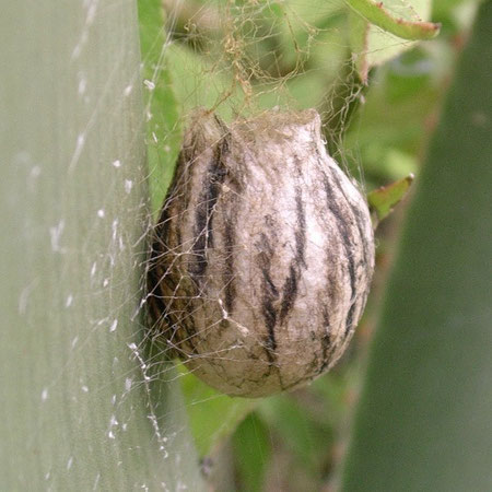 Ovisacco di Argiope