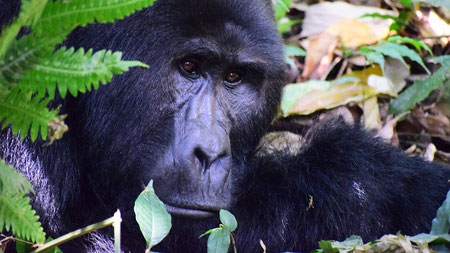 Wohin im Januar reisen? Berggorillas in Uganda