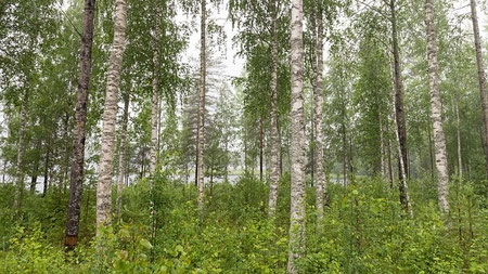 Wohin im August reisen? Finnland