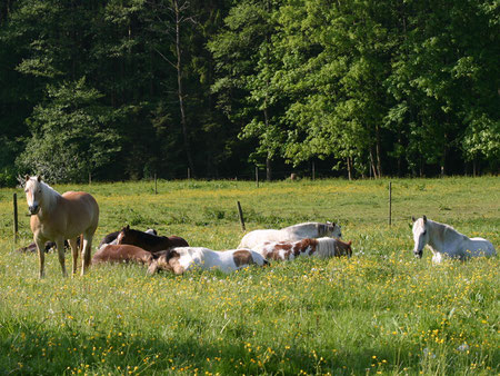 Pferdeherde auf blühender Wiese viele Pferde liegen und ruhen sich aus ein Pferd steht und hält Wache