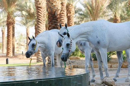 *Three Straight Egyptian mares at Alfala Stud 