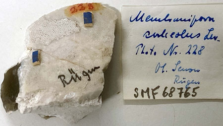 Senckenberg, Bryozoa, Bryozoen, Moostierchen, Sammlung Voigt