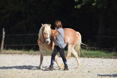 Le travail à pied est la base de toute la relation avec son cheval.