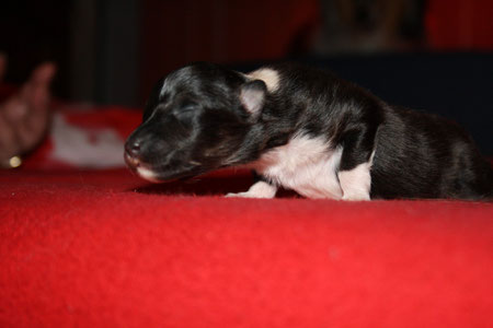 5 Tage alt