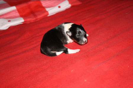 5 Tage alt